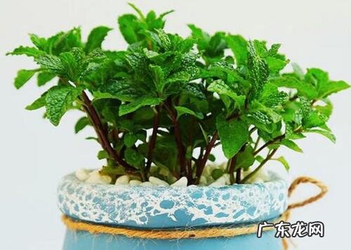 薄荷怎么养长的好 家庭养殖方法