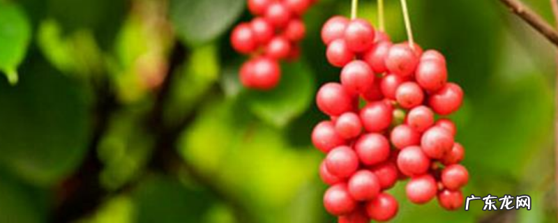 五味子生吃可以吗,泡水一次放几粒