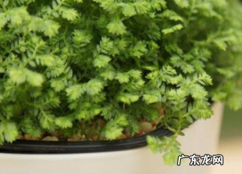 珊瑚蕨叶子蔫了怎么办