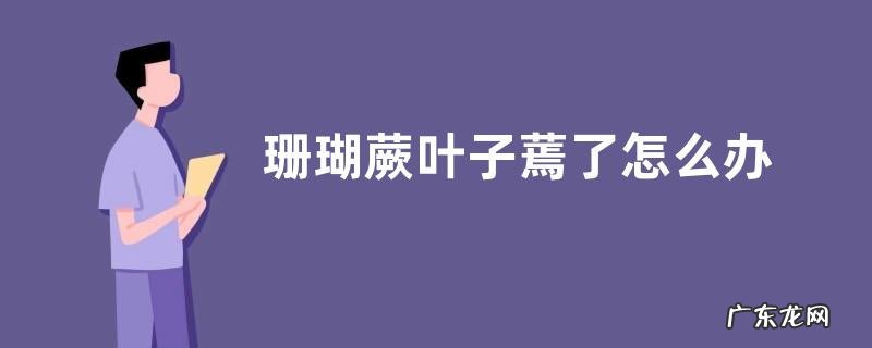 珊瑚蕨叶子蔫了怎么办