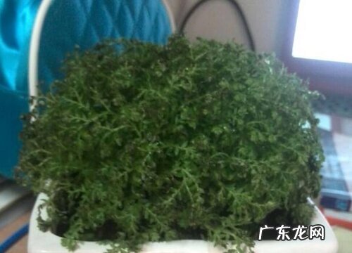 珊瑚蕨叶子蔫了怎么办