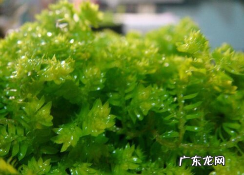 珊瑚蕨叶子蔫了怎么办