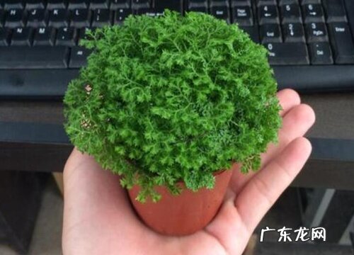 珊瑚蕨叶子蔫了怎么办