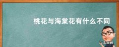 桃花与海棠花有什么不同，怎样区分不同品种的海棠花