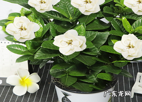 入秋后怎么养栀子花二次开花