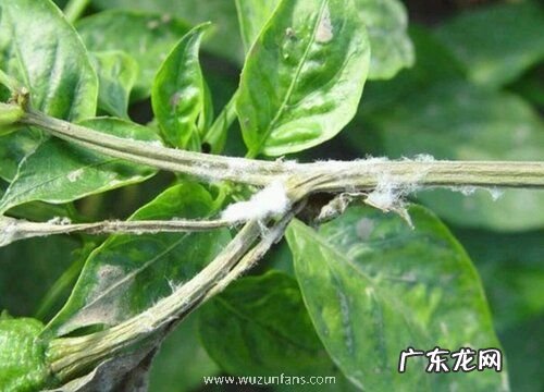 辣椒病虫害防治技术与方法措施