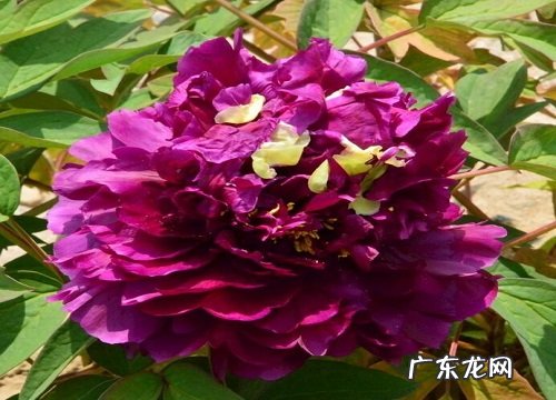 牡丹花如何修剪株型饱满优美