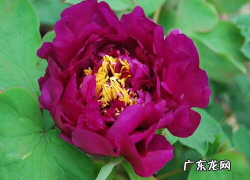 牡丹花如何修剪株型饱满优美