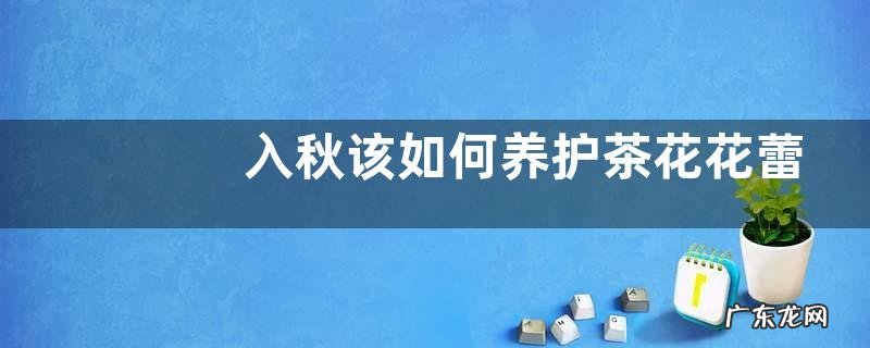 入秋该如何养护茶花花蕾