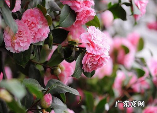 入秋该如何养护茶花花蕾