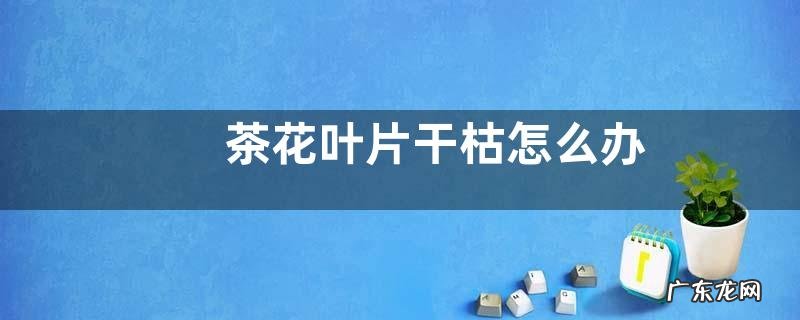 茶花叶片干枯怎么办如何恢复浓绿光泽