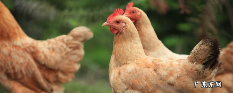 脱温土鸡苗一只大概多少钱,附其管理要点