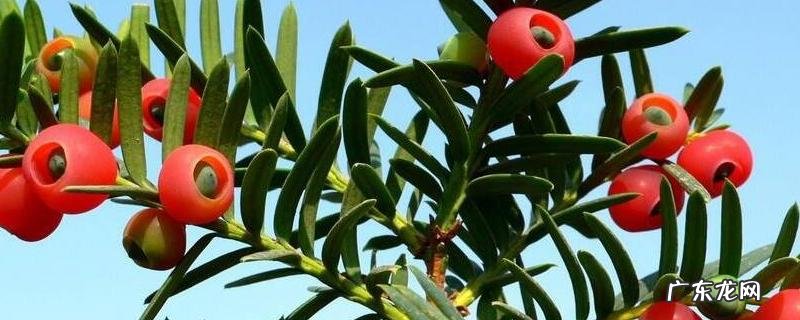 红豆杉结果需要几年,附红豆杉的用途