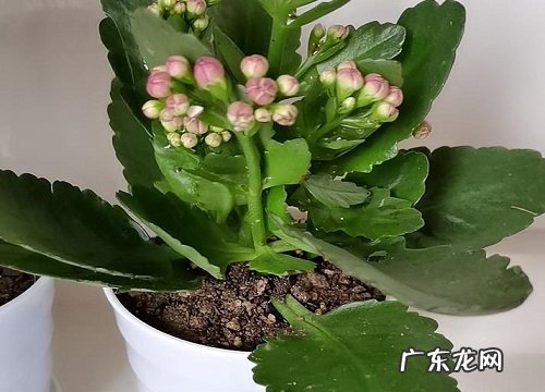 长寿花平时怎么养护开花多又久