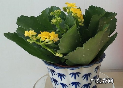 长寿花平时怎么养护开花多又久
