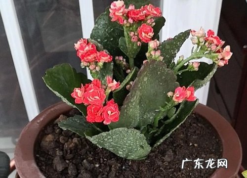 长寿花平时怎么养护开花多又久