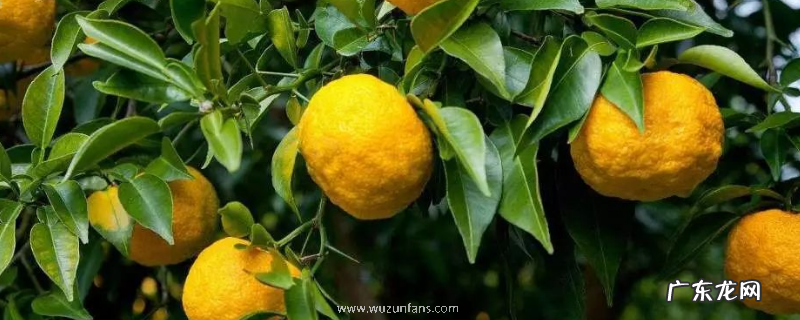 香橼树结果需要几年,附种植方法