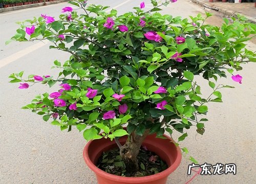 如何解决三角梅枝叶疯长不开花的问题