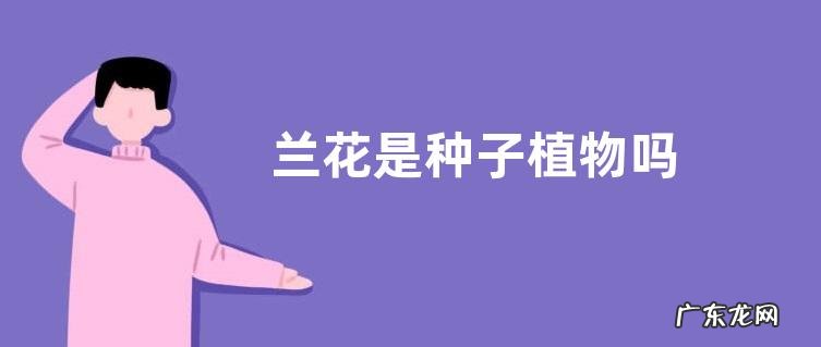 兰花是种子植物吗