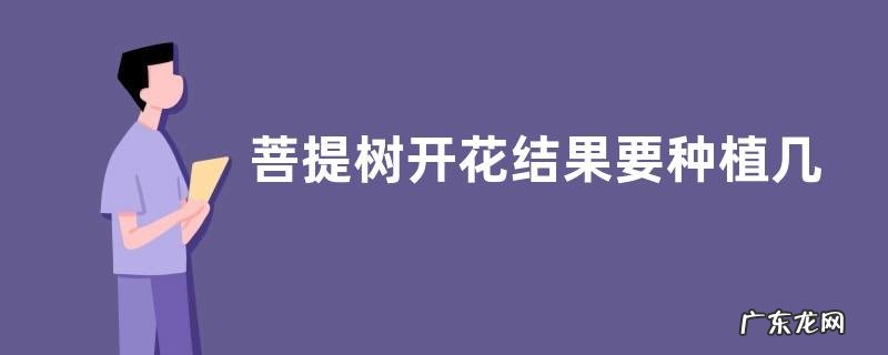 菩提树开花结果要种植几年，主要价值是什么