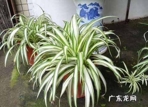 如何解决吊兰叶片软趴趴的现象