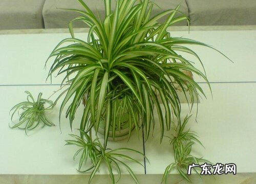 如何解决吊兰叶片软趴趴的现象