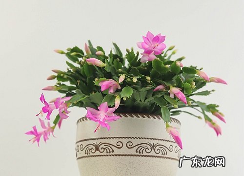 如何为蟹爪兰自制酸水具体制作方法