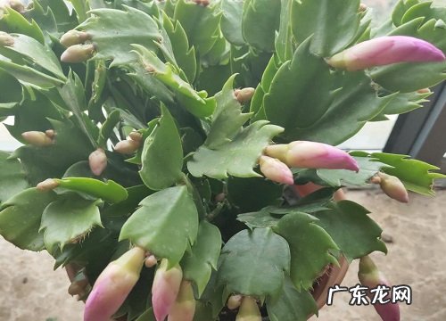 如何为蟹爪兰自制酸水具体制作方法