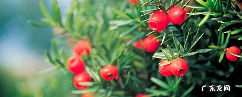 红豆杉结果需要几年,附养殖方法