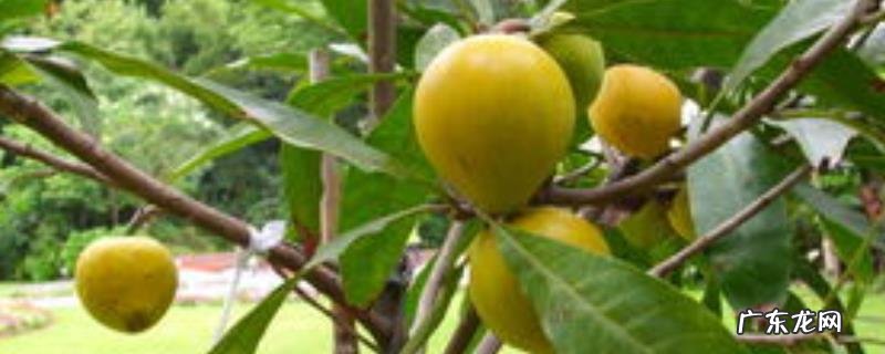鸡蛋果树结果需要几年,附生长环境