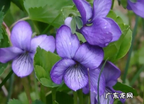 紫罗兰花怎么养家庭养法