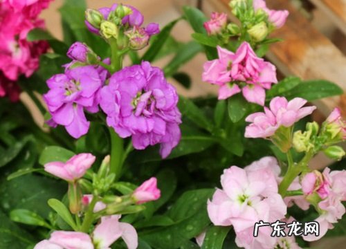 紫罗兰花怎么养家庭养法