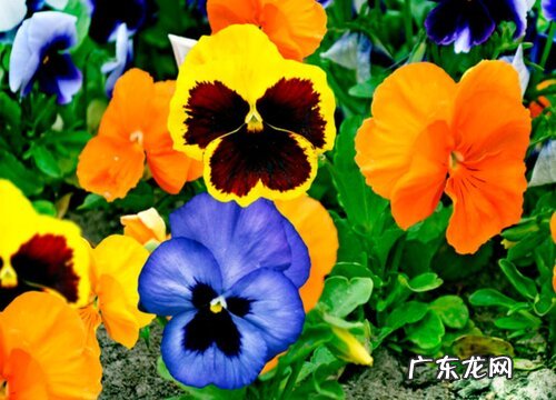 紫罗兰花怎么养家庭养法