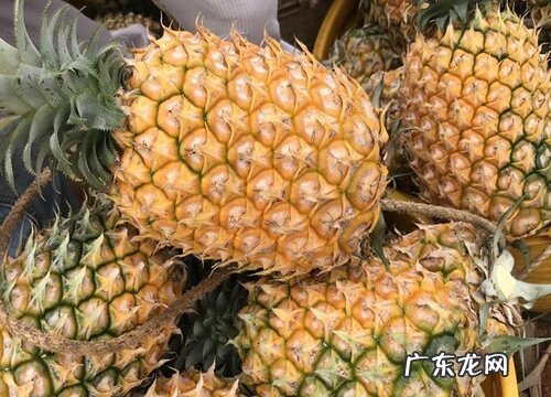 怎么看凤梨熟没熟