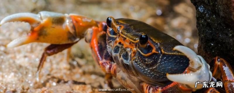 生吃螃蟹可行吗,如何生吃