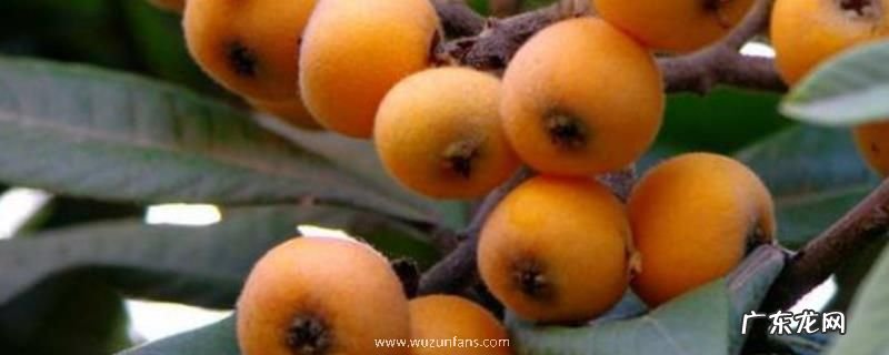 枇杷实生苗结果需要几年,哪些人不适宜吃枇杷