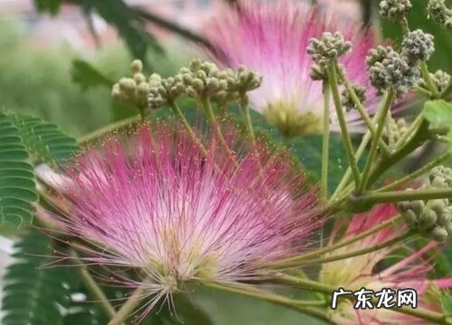 绒花树适合种在什么地方 栽在大门口好不好