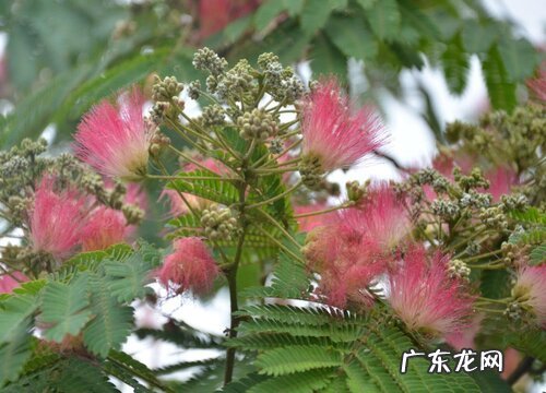 绒花树适合种在什么地方 栽在大门口好不好