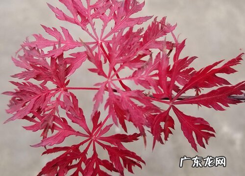 羽毛枫冬天掉叶子吗