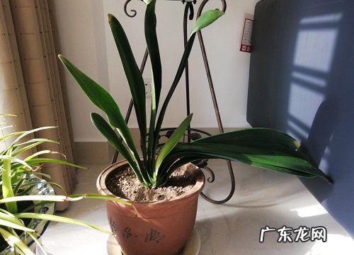 养了很久的君子兰不开花怎么办