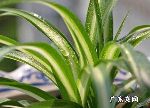 秋冬吊兰养护一定要注意的一些事项