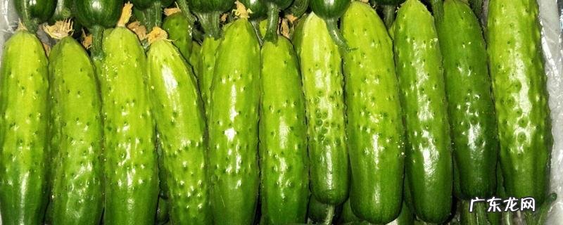 生吃秋黄瓜可以吗，如何辨别秋黄瓜的品质