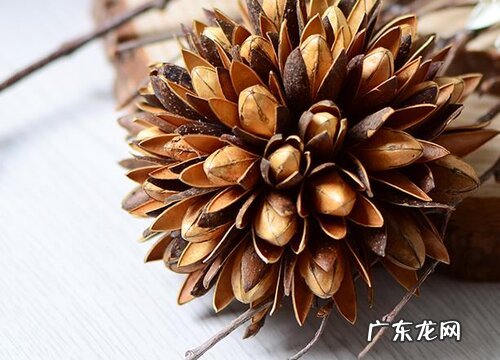 玉兰花果实有什么用