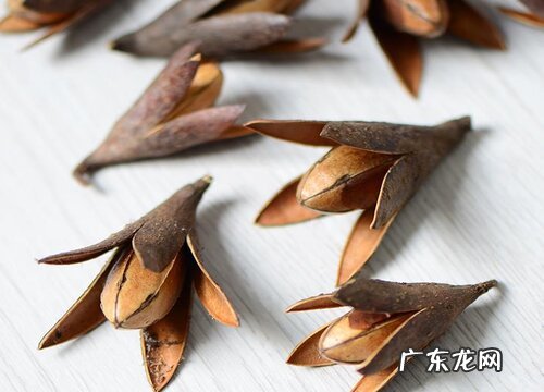 玉兰花果实有什么用