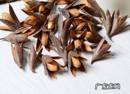 玉兰花果实有什么用