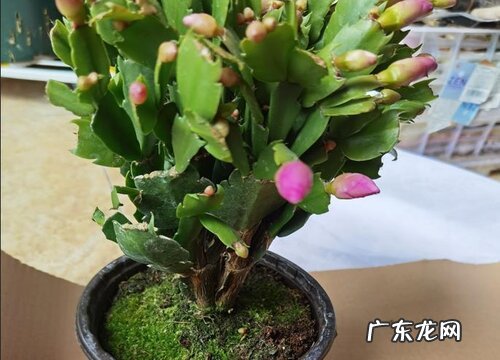 蟹爪兰怎样养护才能保蕾