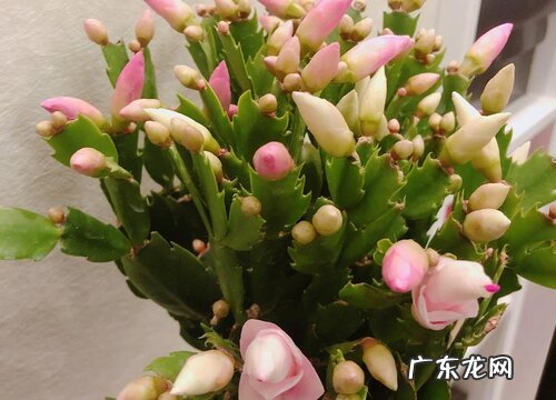 蟹爪兰怎样养护才能保蕾