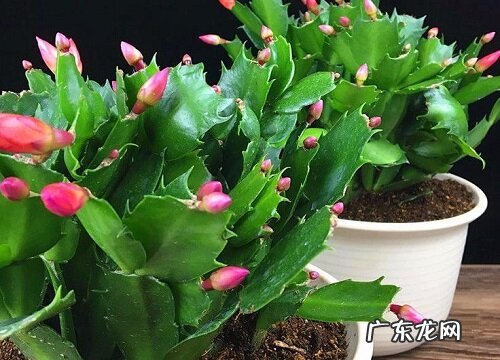 蟹爪兰怎样养护才能保蕾