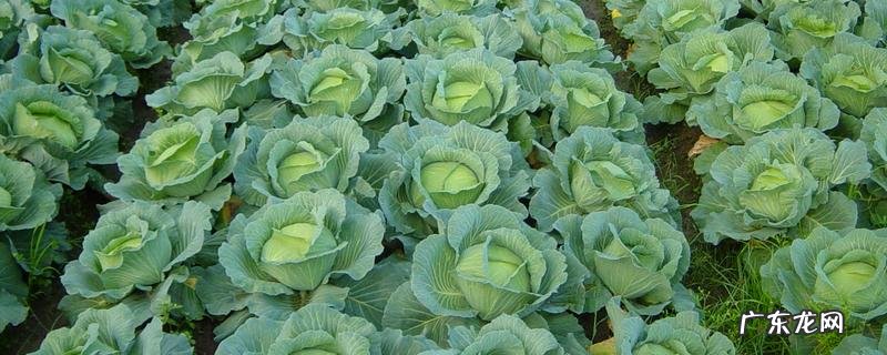 莲花白是否能生吃,附其常见做法