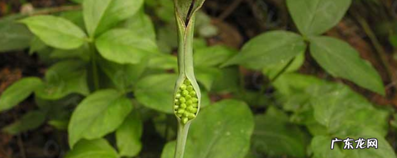 法半夏具有燥湿化痰效果,它有什么别的名字